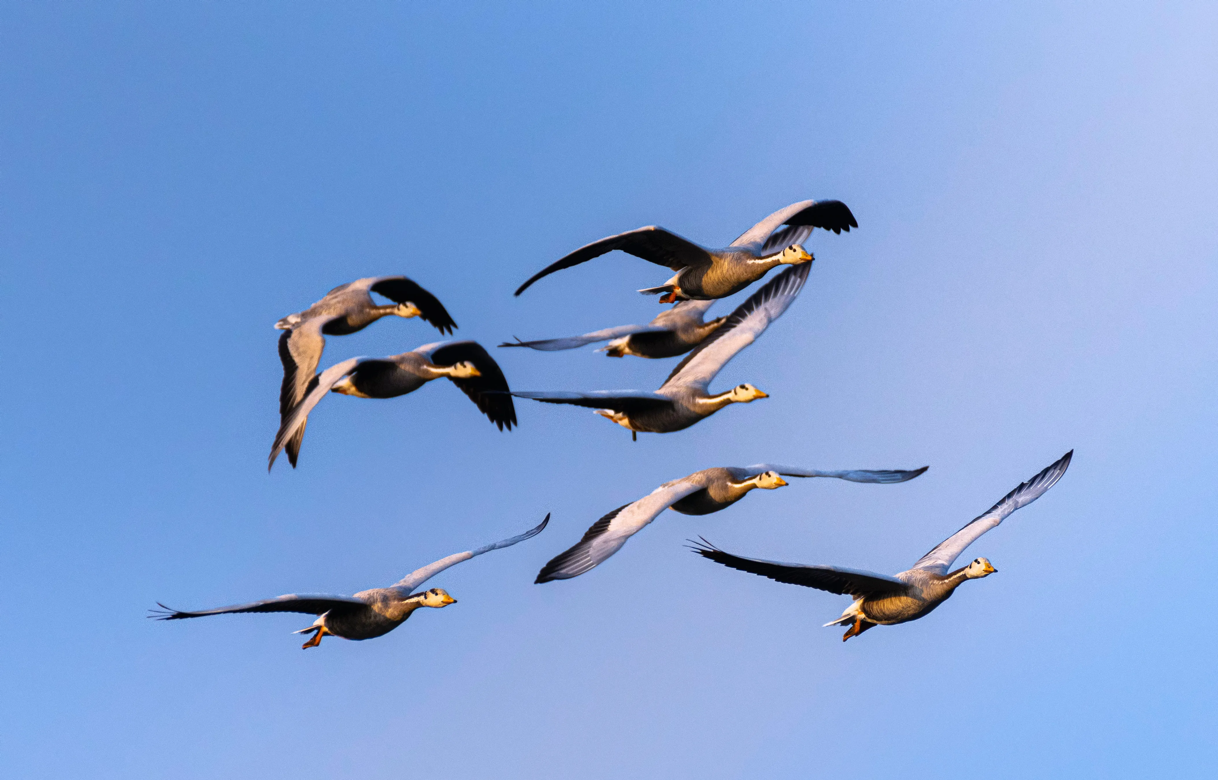 Gans als markantes Bildmotiv
